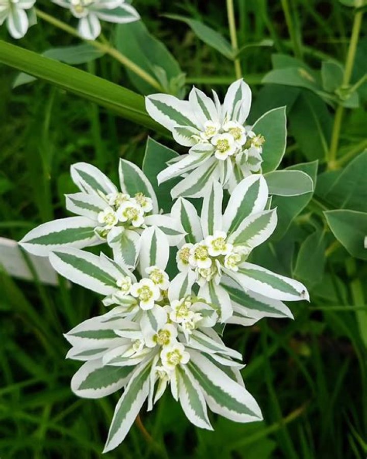 Is Euphorbia marginata invasive?