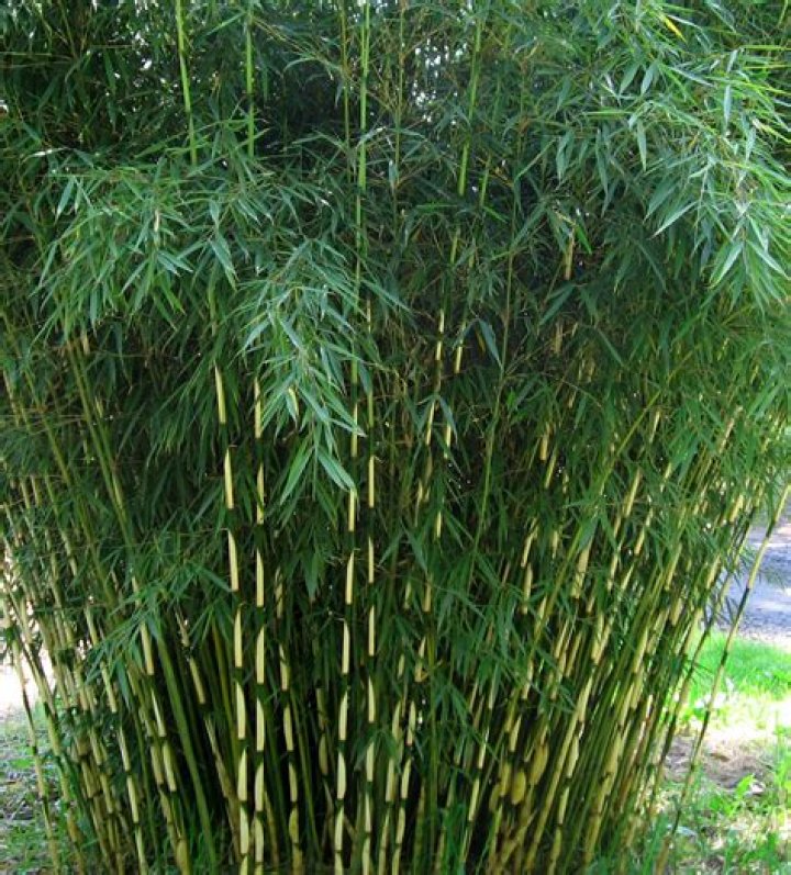 Is Fargesia invasive?