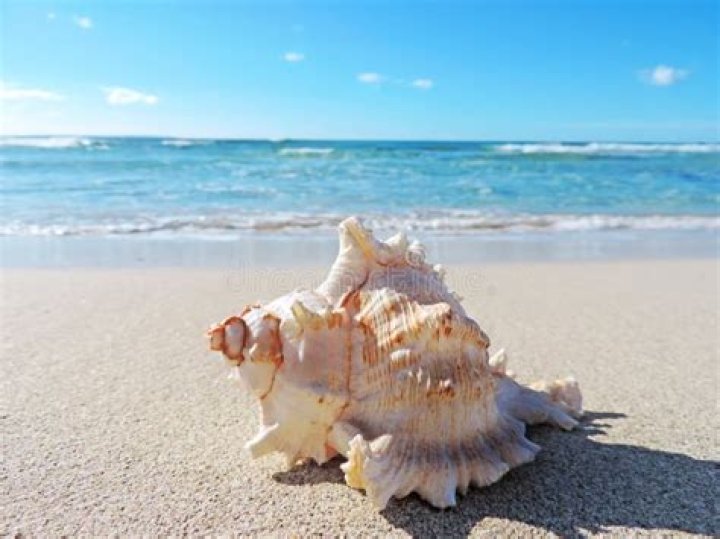 Is it good to keep conch shell at home?
