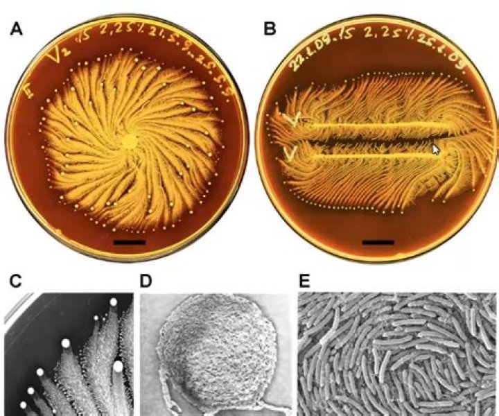 Is Paenibacillus gram-positive?