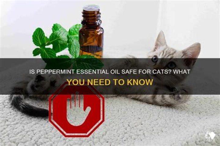 Is peppermint essential oil safe for cats?