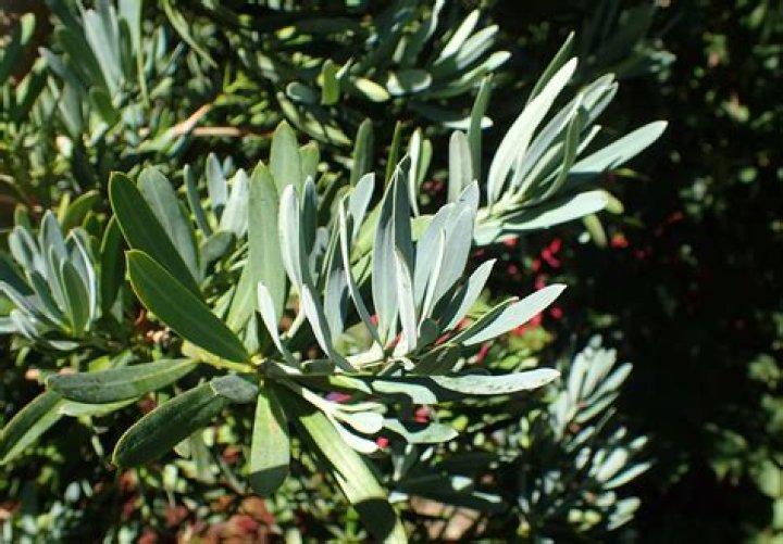 Is Podocarpus allergenic?