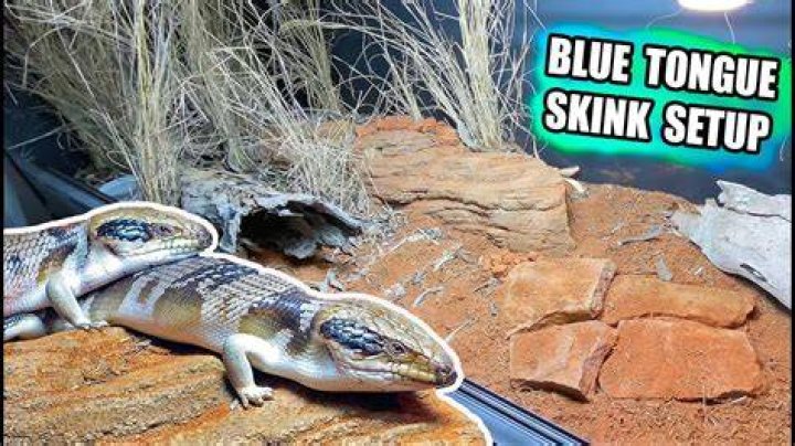 Is repti bark safe for blue tongue skinks?
