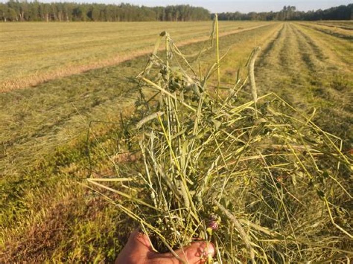 Is sun bleached hay bad?