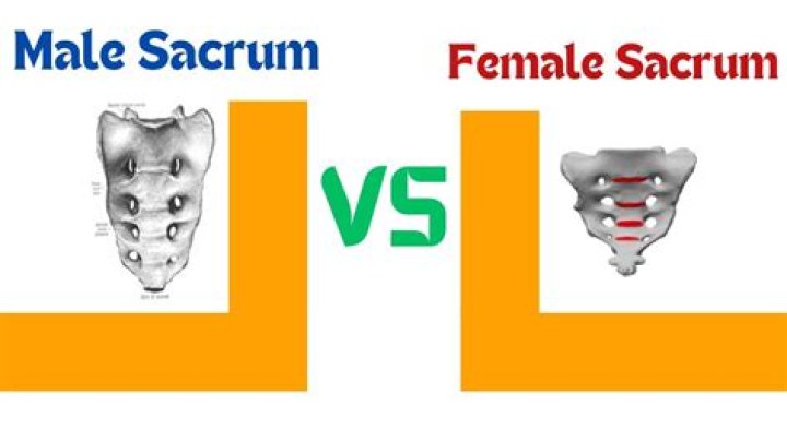 Is the sacrum different in males and females?