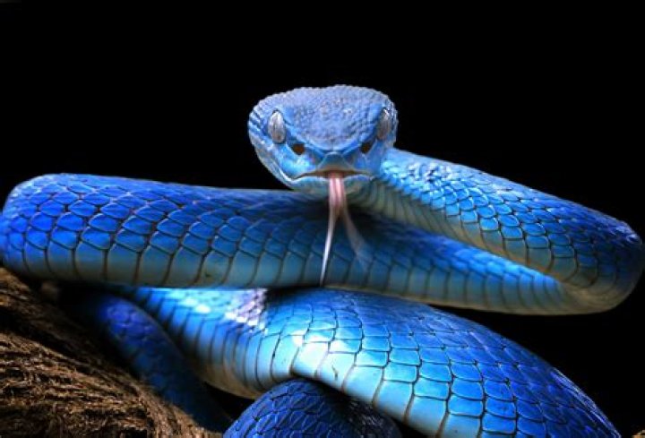 Is there a snake that has no poison?