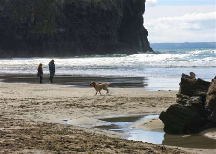 Is trebarwith beach dog friendly?
