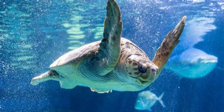 What animals do they have at the Dallas World Aquarium?