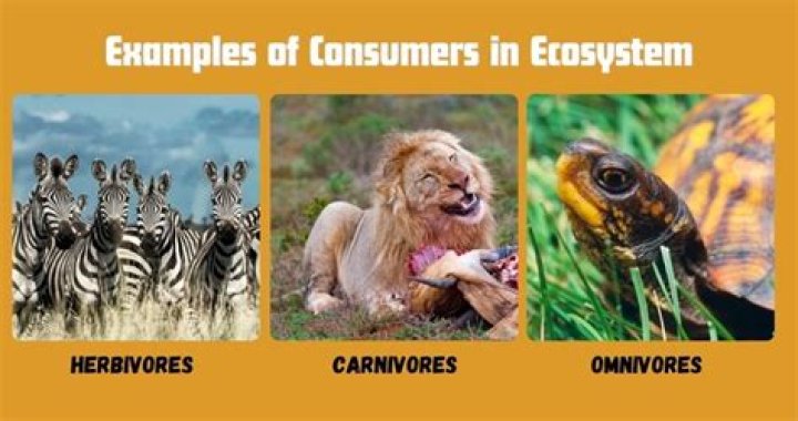 What are 3 examples of consumers?