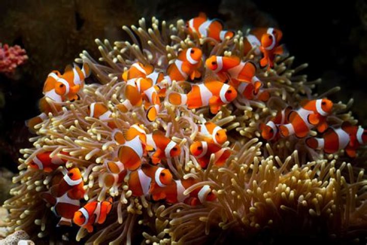 What are 3 interesting facts about clownfish?