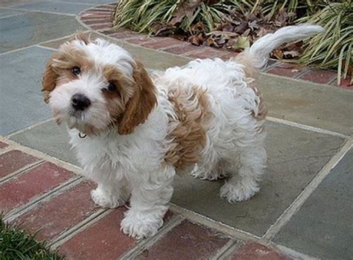 What are Cavachons known for?