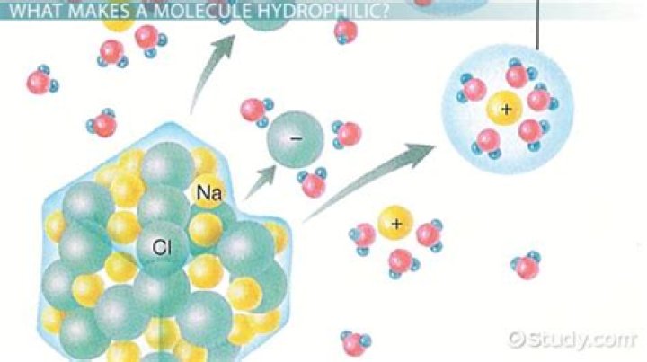 What are examples of hydrophilic bonds?