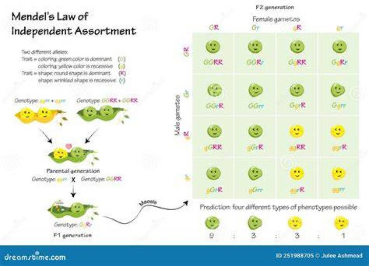 What are Mendel laws?