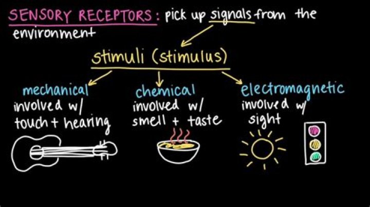 What are sensory stimuli?