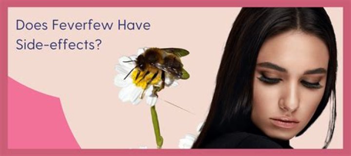 What are side effects of feverfew?