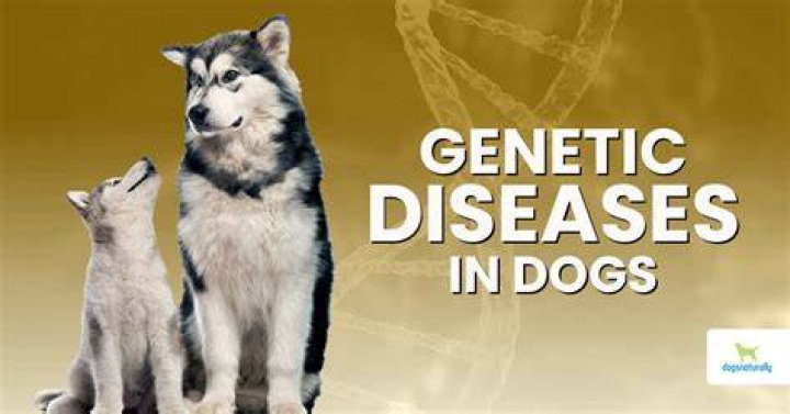 What are some genetic diseases in dogs?