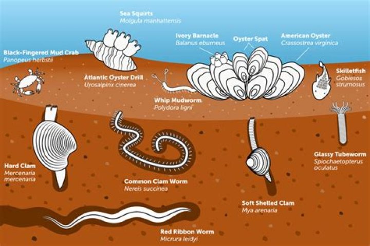 What are some of the organisms found in a mud flat?