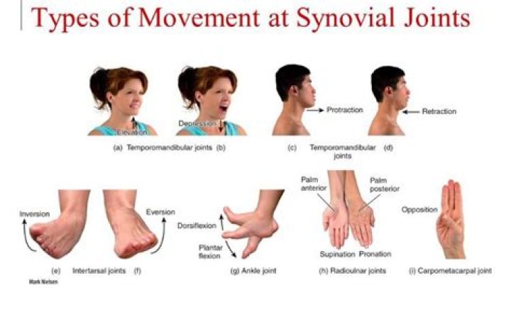What are the 14 types of joint movement give example?