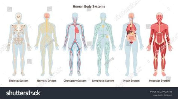 What are the 3 systems of the body?