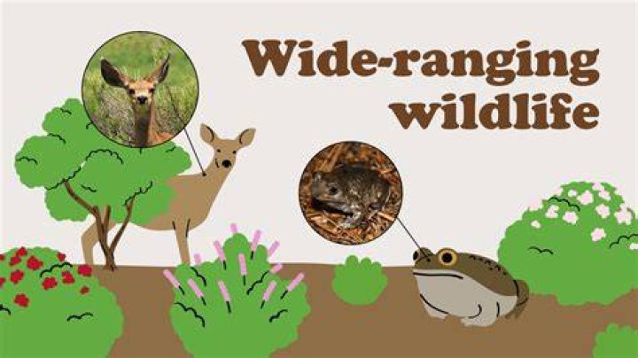 What are the adaptations of animals in the chaparral?