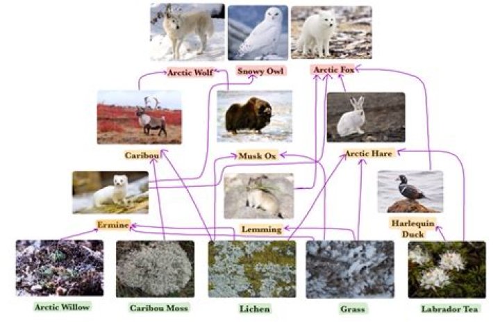 What are the consumers in the tundra?