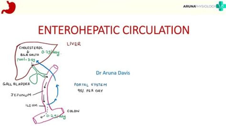 What are the differences between first pass effect and enterohepatic circulation?