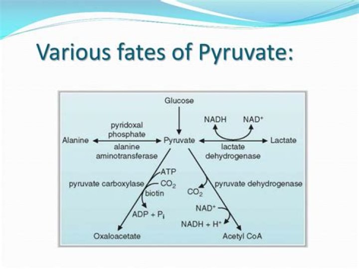 What are the different fates of pyruvate?
