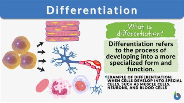 What are the differentiation factors in airlines?