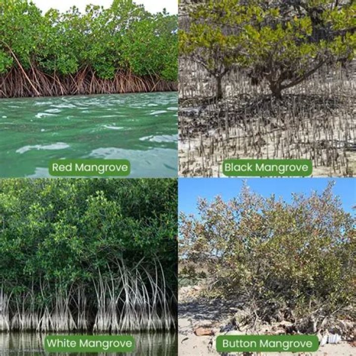 What are the four types of mangroves in the Bahamas?