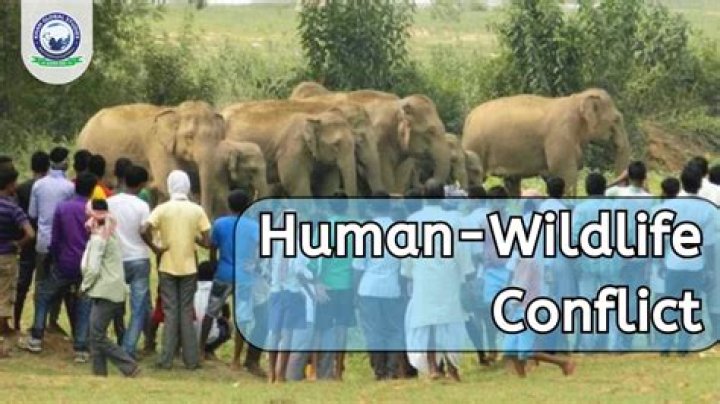 What are the major man wildlife conflicts?