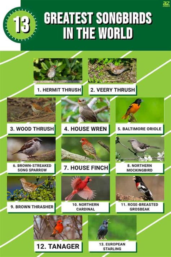 What are the most popular songbirds?