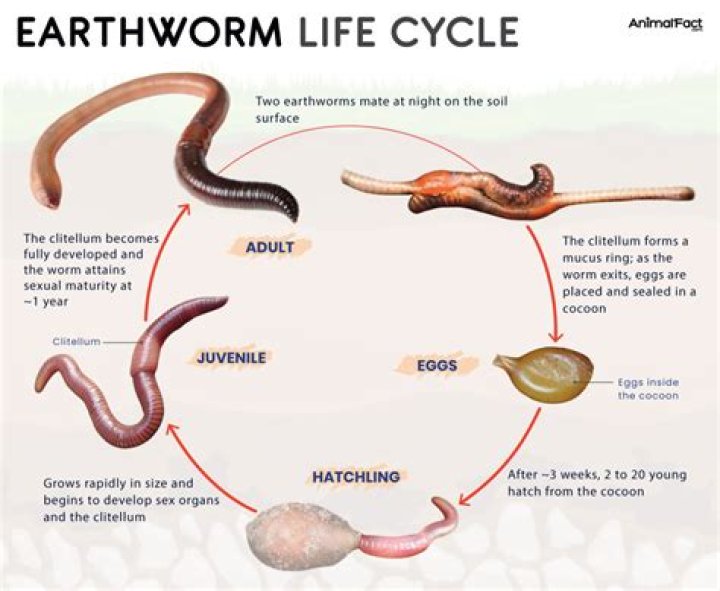 What are the predators of earthworms?