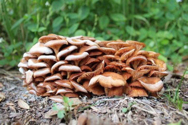 What are the small mushrooms called?