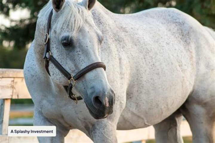 What are the symptoms of HYPP in horses?