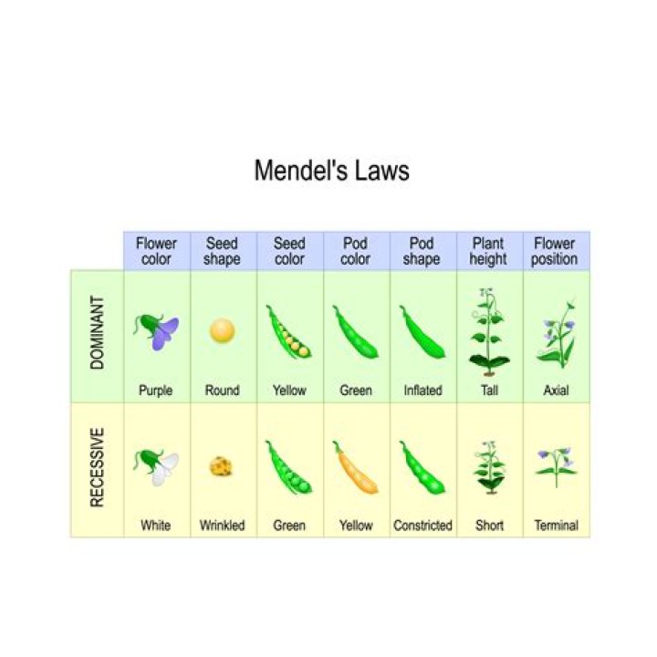 What are the two main principles of Mendelian genetics?