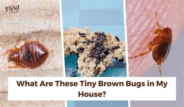 What are these tiny brown flying bugs in my house?