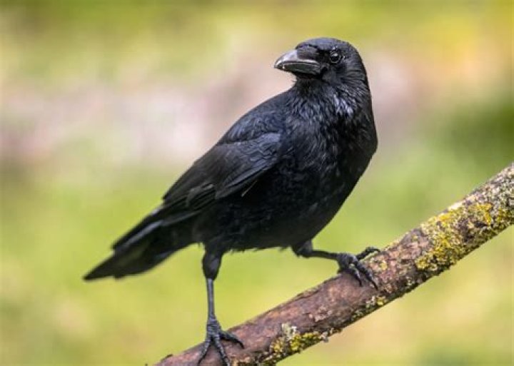 What benefit do carrion crows offer?
