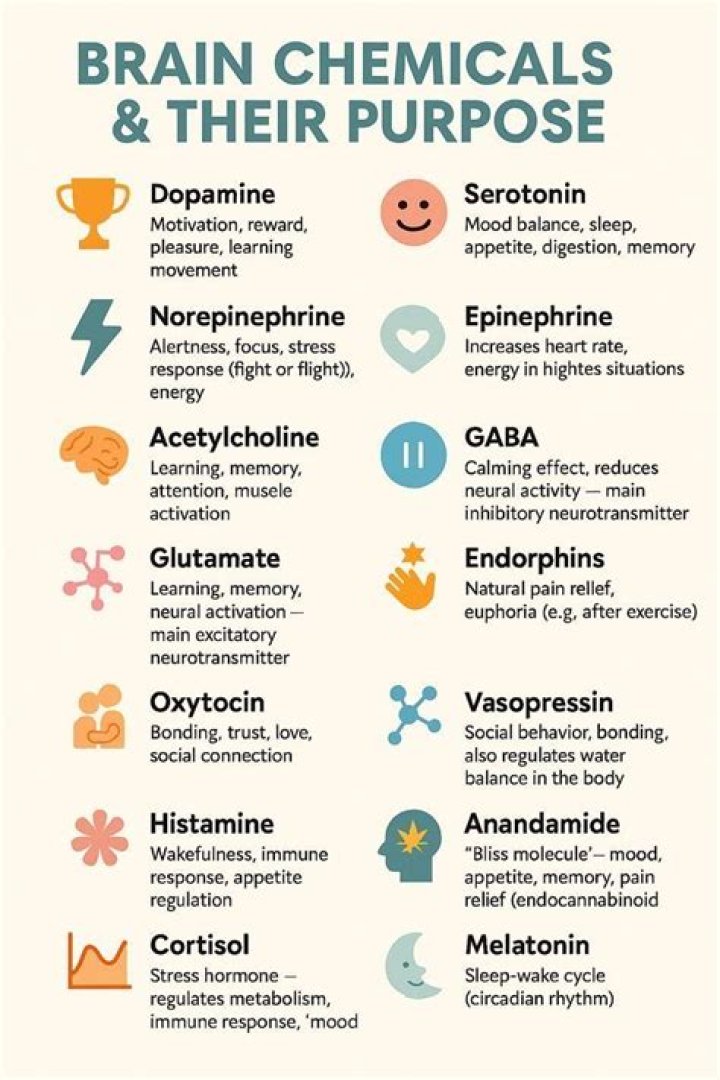 What brain chemicals help you sleep?