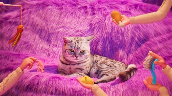 What breed of cat is in the Whiskas advert?