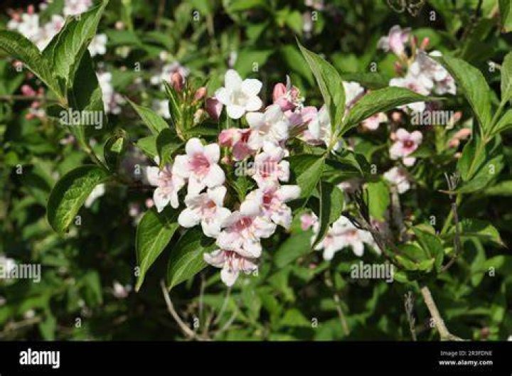 What Bush has white and pink flowers?
