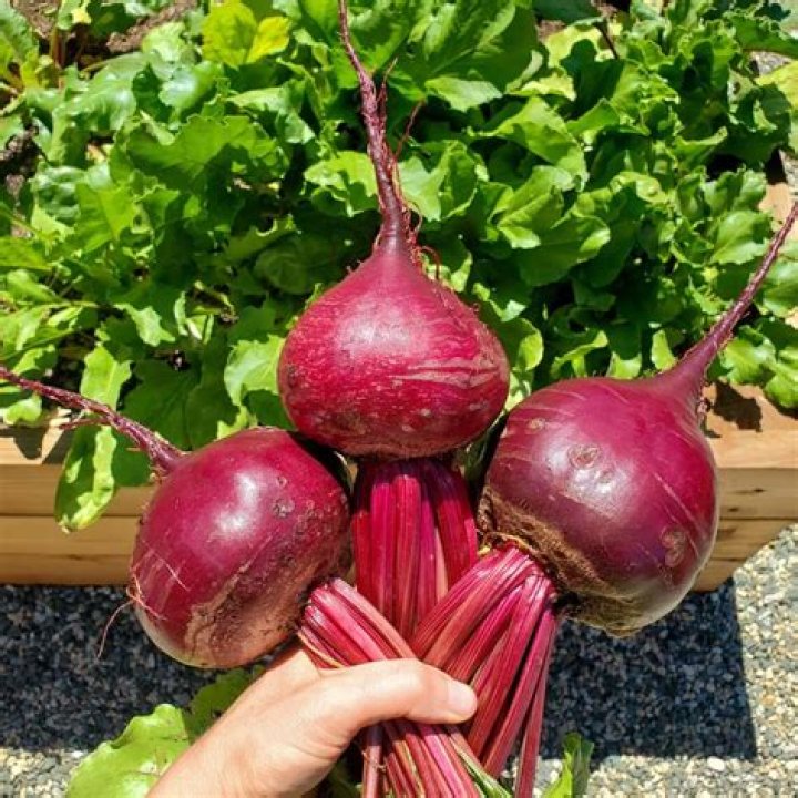 What can I do with lots of beets?