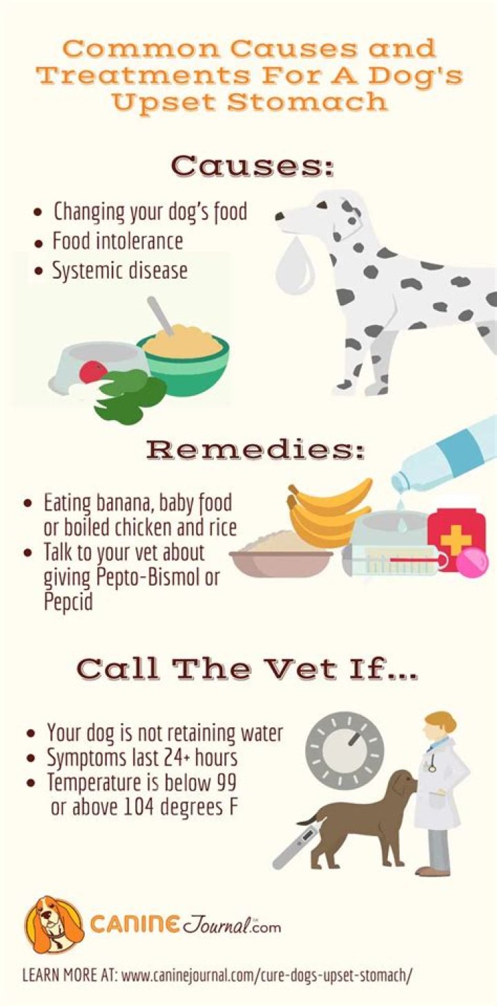 What can I give my dog for upset stomach and gas?
