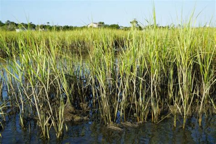 What can you do with wetlands in NC?