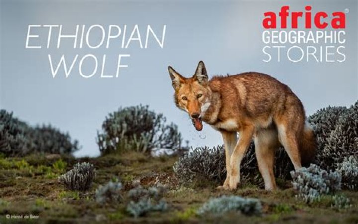 What caused Ethiopian wolves to be endangered?