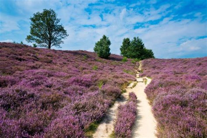 What city is the De Hoge Veluwe national park in?