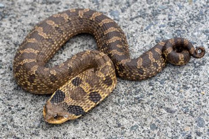 What color are Eastern hognose snakes?