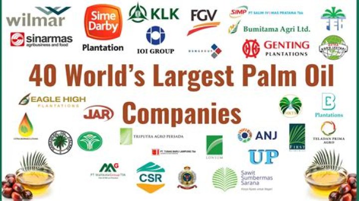What companies are the main producers of palm oil?