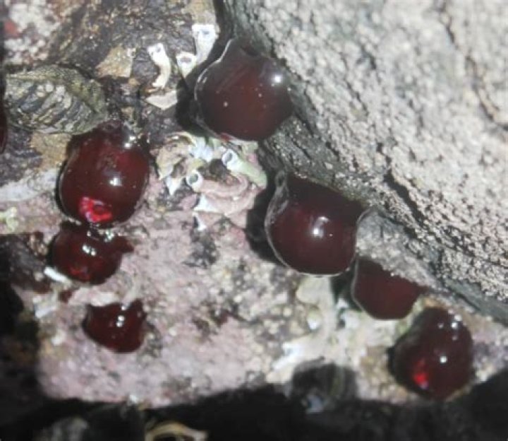 What do actinia Tenebrosa eat?