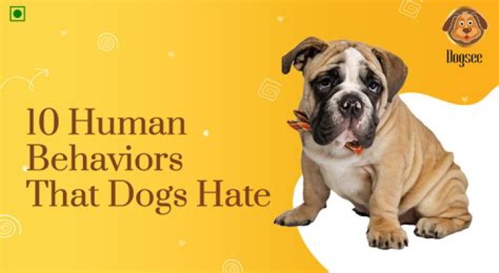 What do dogs hate the smell off?