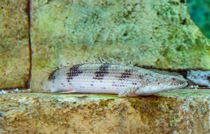 What do saddled Bichirs eat?